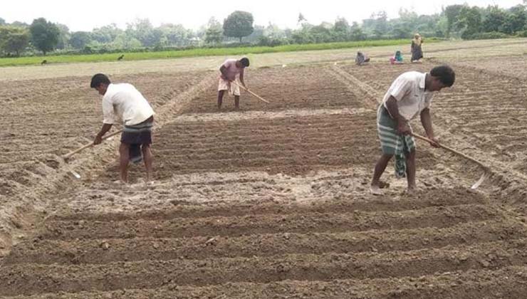 দিনাজপুরে আগাম আলু চাষে ব্যস্ত কৃষক